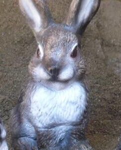 Small Mother Rabbit