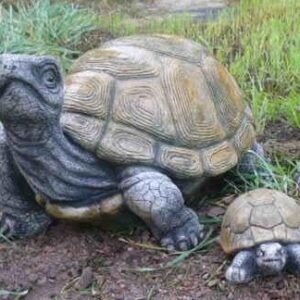 Large Tortoise