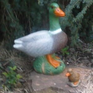 Male Duck