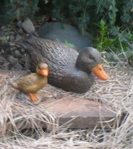 Female Duck