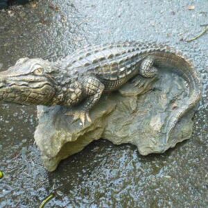 Crocodile