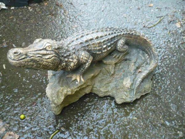 Crocodile