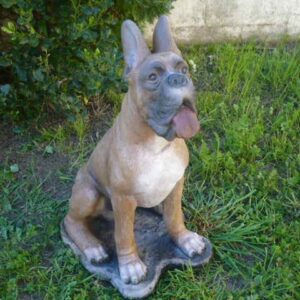 Male Boxer