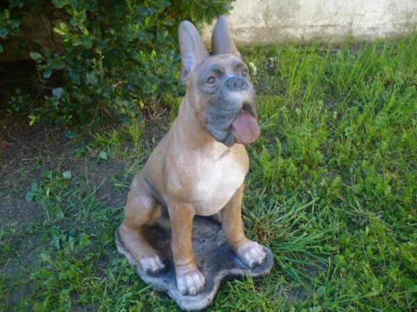 Male Boxer