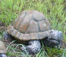 Medium Turtle