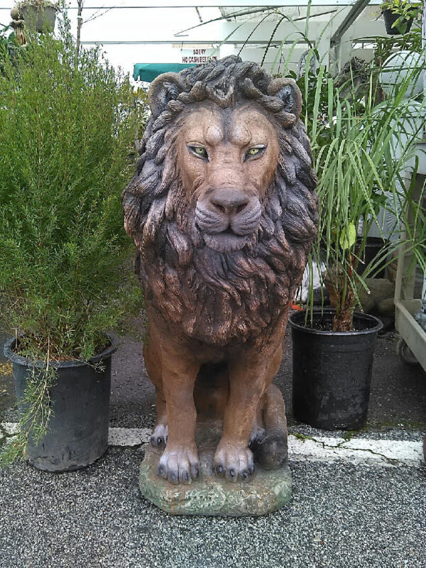 Male Lion