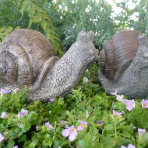 Medium Snail
