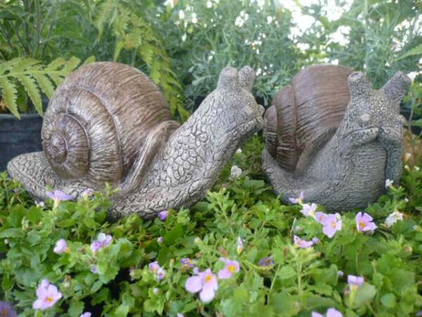 Medium Snail